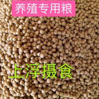 龟粮石金钱乌龟饲料鳄龟粮巴西龟料小甲鱼苗饲料水陆龟幼龟鱼虾干 2号料(500克)送虾皮