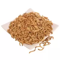 黄粉虫面包虫活体 鲜活虫画眉鸟蝎子龙鱼乌龟仓鼠宠物活体饲料 试吃装:2.5cm100条(送镊子)