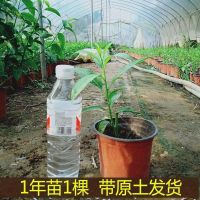 夜来香盆栽夏季驱蚊植物四季常青夜来香开花浓香型室内外花苗树苗 夜来香幼苗1棵不包活(太细送肥料) 原土球