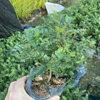 正宗清香木盆栽驱蚊植物花草室内外客厅阳台净化空气四季常青防蚊 清香木1年苗(塑料袋)