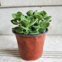 碰碰香花盆栽一抹香喷喷室内驱蚊多肉老桩植物香味净化空气碰碰香 1盆原土