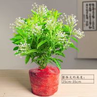 夜来香盆栽浓香型驱蚊植物室内外阳台四季常青庭院花卉夜来香树苗 夜来香+原土球