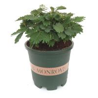 含羞草植物盆栽办公室内阳台绿植一碰就闭合迷你害羞草小盆栽大苗 含羞草+加仑盆[送肥+种子+养护卡]