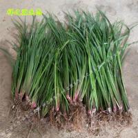 [茴香菖蒲]湖南沙姜香草盆栽随手香附石养龟水培香菖蒲草盆景 茴香菖蒲10苗