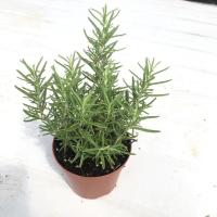 迷迭香海洋之露艾菊迷迪香百里香马鞭草香草庭院绿植 迷迭香带迷你简易盆