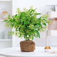 夜来香盆栽驱蚊花浓香型树苗四季开花带花苞阳台千九里香净化空气 夜来香不含盆