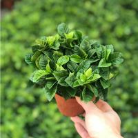 [大盆栀子花带花苞发货]栀子花盆栽室内花卉绿植水培除甲醛植物 小盆栀子花+简易盆栽好[送肥]