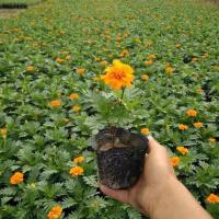 黑色育苗杯营养钵营养杯黑色一次性塑料盆蔬菜育苗杯农用育苗盆 8*8实际高6.5口6.5