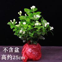 茉莉花盆栽开花不断植物室内驱蚊观花花卉盆栽好养的花 茉莉花一盆(不带盆)