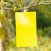 黄蓝一体双面粘虫板果树粘虫胶带诱虫板灭虫贴蓝色板诱杀农业害虫 试用装20*10黄板5张