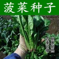 大叶菠菜种子四季蔬菜秋冬籽种阳台种籽抗热菜种盆栽波菜孑菜籽子 精选 大叶菠菜种子[发芽率高] 10克[送肥料]