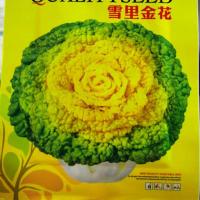 蔬菜种子黄心乌塌菜种子四季播菊花心塔菜庭院大田黑心乌大白菜籽 雪里金花[1100粒左右]原装1包