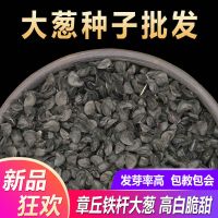 正宗山东章丘大葱种子高产铁杆蔬菜苗子种籽四季葱种甜特大孑葱籽 大葱种子50克