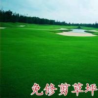 高尔夫地毯草种子四季长青免修剪耐践踏高档草籽矮生草种草皮种子 进口地毯草/斤