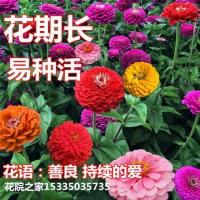 混色百日草花种矮杆花卉种孑四季易活百曰草花籽种子室外白日草种 混色1000粒+肥料