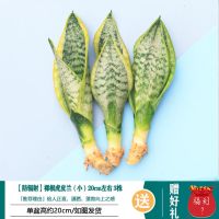 榕树盆景老桩四季常青虎皮兰办公室内吸甲醛绿植造型树桩观叶植物 金边虎皮兰3颗