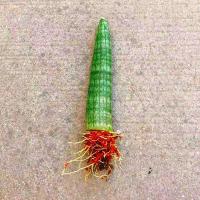 擎天柱虎皮兰水培植物室内盆栽绿植花卉客厅办公除甲醛花四季好养 擎天柱一颗(裸根不带土)