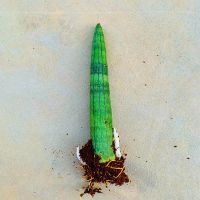 [擎天柱]虎皮兰室内客厅摆件盆栽绿植防辐射吸甲醛四季常青好养 [擎天柱]一棵 (不带土)