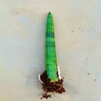 [擎天柱]虎皮兰室内客厅摆件盆栽绿植防辐射吸甲醛四季常青好养 [擎天柱]一棵 (不带土)