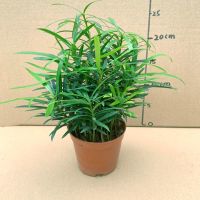 罗汉松盆栽富贵竹小仙女芦荟万年青碧玉室内办公桌面花卉四季常青 罗汉松1盆 一盆有10-20株苗