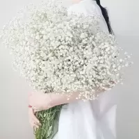 超大束论斤卖满天星干花花束真花云南批发勿忘我客厅鲜花干花摆设 大束 不含瓶 6色+草+白星