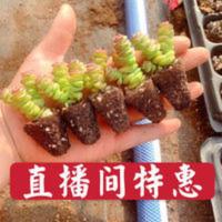 多肉植物钱串玫瑰钱串多头[一份5颗] 多肉植物钱串玫瑰钱串多头[一份5颗]