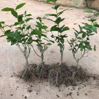 [基地直发]何家茉莉花盆栽茉莉花苗盆景花卉盆栽绿植茉莉老桩 4年苗2棵(不送生根肥料)