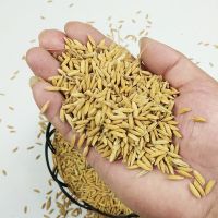 糯米谷100g糯米带壳糯稻香禾糯谷子爆米花入伙婚庆乔迁圆糯谷 水稻谷子 100g(试用装)