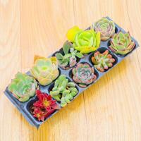 七彩云南多肉植物批发花卉小盆栽精品肉肉老桩大颗花盆土组合套餐 推荐10颗大肉 不重复随机