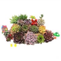 多肉植物精品多肉不重复送盆送土花卉绿植组合盆栽防辐射新手套餐 随机3颗多肉+盆+土