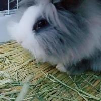 宠物垫脚垫巢箱垫子兔子草垫保暖草垫天然稻草垫兔笼垫子 一个小号草垫