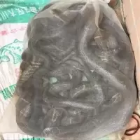 蛇网袋加密加厚尼龙网蛇袋装蛇专用袋柔软折叠收蜂网青蛙甲鱼网袋 加厚80目1米*宽50