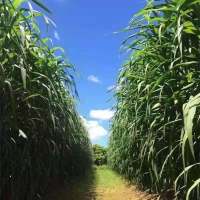 四季巨菌草种子多年生高产牧草种子皇竹草种子牛羊猪鱼兔养殖畜牧 巨菌草种子[进口高产多年生] 1 斤