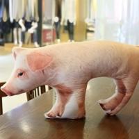 沙皮狗狗玩具仿真小母猪猪毛绒玩具公仔创意猪肉抱枕整人搞笑礼物 小母猪 75厘米