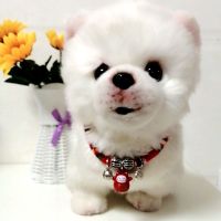 狗狗项圈小型犬泰迪小狗铃铛猫咪项圈宠物脖圈可爱招财猫卡通铃铛 红绳招财猫 S号(绳长20厘米适合2-8斤狗狗)