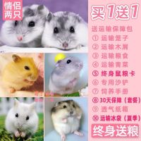 仓鼠活物疫苗花枝鼠公婆鼠金丝熊 运输盒(无仓鼠) 公