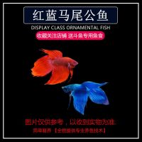 观赏鱼泰国斗鱼热带鱼糖果半月狮王马尾耐养淡水鱼苗大耳将军宠物 随机马尾公鱼2条(特价)