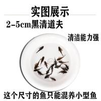 热带观赏金鱼冷水清道夫鱼活体清洁垃圾鱼热带工具鱼琵琶鱼老鼠鱼 清道夫3-4cm3条