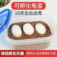 可孵化乌龟蛋受精蛋招财龟活体中华草龟墨龟活体 一枚装(送孵化蛭石加开口粮) 中华草龟蛋