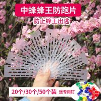 蜜蜂蜂王防盗器蜂箱多功能巢门中意蜂防逃防跑王片防逃框养蜂工具 [中蜂]防跑王片 送彩色钉 20个装
