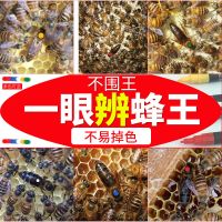 蜂王标记笔速干育王专用养蜜蜂工具记号笔烟斗捕王器套餐标记瓶 红色 蜂王标记笔(国产型)