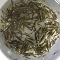 黑壳虾草缸清洁虾乌龟龙鱼饲料除藻虾观赏虾工具虾草虾活体虾米虾 30送30只损耗