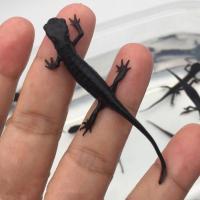 东方娃娃鱼金鱼活体六角恐龙鱼淡水冷水鱼缸观赏鱼蝾螈霸王鱼龙鱼 火龙鱼2条(5-8cm)