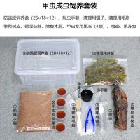 中华大扁锹 成虫斗虫昆虫活体宠物甲虫中扁独角仙锹甲锹形虫新手 简易饲养盒(不含虫)
