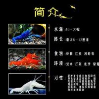 观赏鳌虾活体宠物天空蓝魔虾淡水冷水蓝色小龙虾苗龙纹虾侏儒大型 鳌虾苗随机1只0.6-1cm