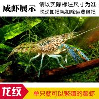 龙纹虾 新手入门水族淡水观赏宠物小龙虾单性繁殖螯虾鳌虾活体虾 龙纹1厘米1只