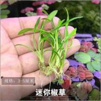 水族箱鱼缸造景真水草阴性前景椒草迷你皱边椒草绿温蒂椒草 迷你椒草7颗