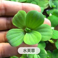 浮萍水草植物造景净化水质的养龟缸养鱼缸用品漂浮水芙蓉苗水葫芦 水芙蓉(5朵)