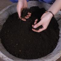 山乌龟盆栽室内外客厅绿植稀有金不换植物多肉水培小圆叶爬藤绿植 山乌龟种植土3斤 红藤根块(不带土)