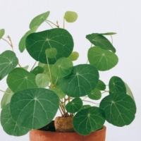 招财山乌龟金不换地不容/懒人爬藤绿植/肉根多肉绿植/ 红藤 4-5cm